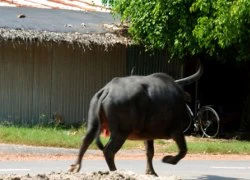 Trâu điên "làm loạn", húc 4 người nhập viện