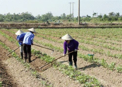 Trồng khoai tây trên đất 2 lúa, thu nhập 83 triệu đồng/ha