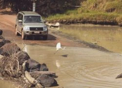 Úc: Đi qua cầu tràn, bị cá sấu lôi xuống sông cắn chết