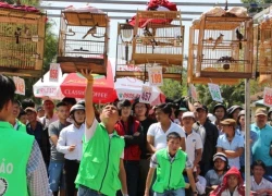 500 chim chào mào thi 'hót hay, nhảy đẹp' ở Huế