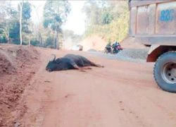 Bò tót quý hiếm 800kg tử vong vì... húc vào đầu xe tải đang chạy?