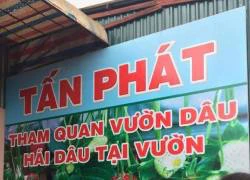 Đầu năm, nhiều du khách sập bẫy... "vườn dâu miễn phí"