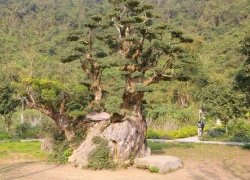 Độc nhất vô nhị cây duối nghìn năm có dáng "bàn tay phật" ở Ninh Bình