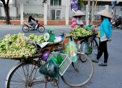 Hà Nội mùa hoa bưởi sớm