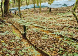 Hàng giả trà trộn "thánh địa" sâm Ngọc Linh