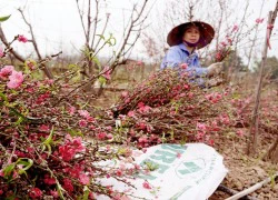 Hết Tết, dân làng Nhật Tân hối hả mót đào bán