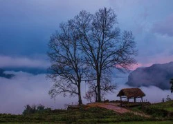 'Lạc trôi' giữa biển mây trắng bồng bềnh tại Y Tý