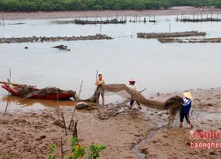 Nhộn nhịp mùa thu hoạch 'thần dược' cho quý ông