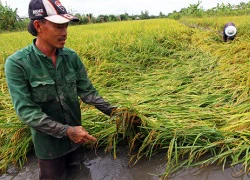 Nông dân miền Tây bị nhiều thiệt hại do mưa trái mùa