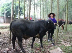 Nuôi bò BBB, thu hàng trăm tỷ