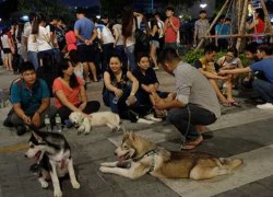 Nuôi chó không đăng ký, bị phạt ra sao?