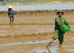 Quảng Bình: Hàng ngàn hecta lúa chết úng, dân "gồng mình" gieo lại