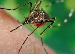 Sắp thả muỗi vằn ở Nha Trang để phòng sốt xuất huyết, Zika