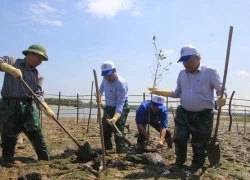 Trồng rừng ngập mặn ngăn biển xâm nhập, bảo vệ đê xung yếu