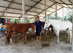 Trường đua mở cửa, người nuôi ngựa hồ hởi