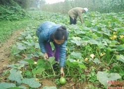 Bầu non vùng bãi sông Lam hút khách