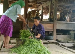 Bò "Kobe" cao nguyên đá Hà Giang "ăn đứt" bò ngoại