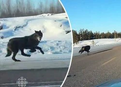 Canada: Cô gái lái ô tô có 2 chó sói chạy theo "hộ tống"