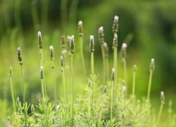 Cánh đồng hoa lavender đầu tiên ở Hà Nội