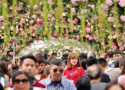 Chuyên gia: "Người dân bị lừa ở lễ hội hoa hồng là nỗi đau lớn nhất"