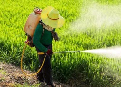 Cơ quan hóa chất châu Âu tái kết luận glyphosate không gây ung thư