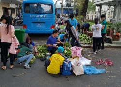 Còn hàng chục nghìn tấn chuối đang chờ được "giải cứu"!