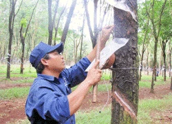 Đủ dinh dưỡng, cây cao su khỏe, cho năng suất cao