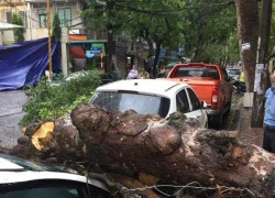 Hà Nội bất ngờ mưa lớn, cây cổ thụ đổ đè móp ô tô