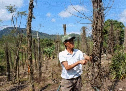 "Hạn" kép, nhiều người trồng tiêu sắp "tiêu"