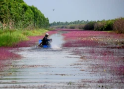 Hoa nhĩ cán nhuộm tím dòng kênh Đồng Tháp