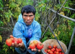 Hưng Yên: Nông dân đắng cay với&#8230; rau, quả