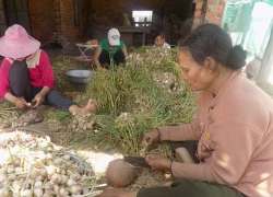 Khánh Hòa: 70.000 đồng/kg tỏi tươi vẫn cháy hàng