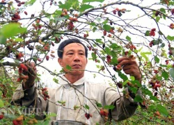 "Lão gàn" thu hơn trăm triệu đồng mỗi năm nhờ vườn dâu tằm