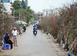 Lấy "cành củi khô" trên núi, về Thủ đô bán giá bạc triệu