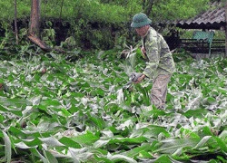 Liên tiếp xảy ra lốc xoáy: Thời điểm nào cần đề phòng?