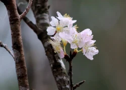 Ngày mai khai mạc lễ hội hoa anh đào ở Hải Phòng