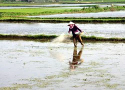 Nhờ phân Văn Điển, lúa tăng năng suất