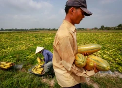 Nông dân ngoại ô Sài Gòn tất bật thu hoạch dưa gang