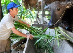 Nuôi trâu nhốt chuồng ở Nà Tang