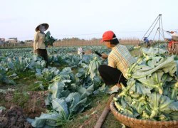 Phụ nữ nông thôn sau ly hôn: Trắng tay, tha phương cầu thực