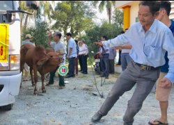 Quảng Ngãi: 500 triệu đồng mua bê giống tặng người nghèo vùng lũ