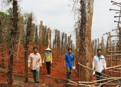 Tiêu chết hàng loạt ở nhiều nơi: 10 người trồng, 9 người ôm nợ