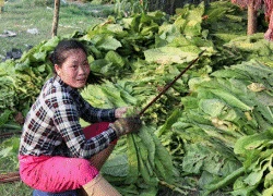 Trồng 10 cây sâu hại chết 3, nông dân ngán ngẩm cây thuốc lá