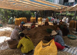 Trồng lạc bội thu trên vùng đất &#8220;sa mạc hoá&#8221;