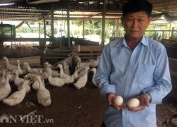 Trứng bị Trưởng phòng ở Tiền Giang &#8220;chôm&#8221; là trứng gì?