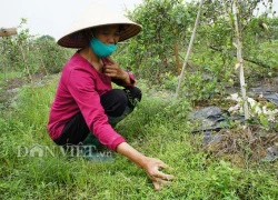 Bạch hoa xà thiệt thảo: Tác dụng tốt với người bệnh ung bướu