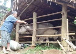 Đàn trâu bị chém la liệt trong nương