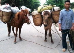 Dùng ngựa thồ 50 kg quả thuốc phiện đi bán