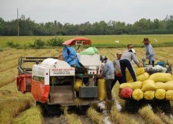 Giá lúa giảm nhẹ, nông dân thu đến đâu bán hết veo đến đó