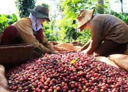 Giá nông sản hôm nay 14.4: Giá cà phê vẫn theo hình sin, hồ tiêu có hồi phục?